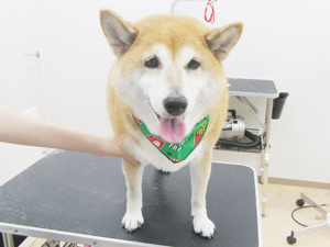平塚トリミングサロンカリンのトリミング終了後写真柴犬