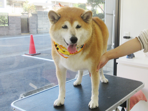 平塚トリミングサロンカリンのトリミング終了後写真柴犬