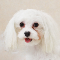 ˎsBPũg~OTCalineŃu[_[Ă}`[Y̔