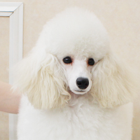 ˎsBPũg~OTCalineŃu[_[ĂgCv[h̔