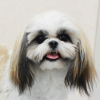 ˎsBPũg~OTCalineŃu[_[ĂV[Y[̔